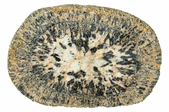 Polished Orbicular Granite Section - Western Australia #314227